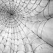grey spiderweb